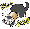 :ferret_help: